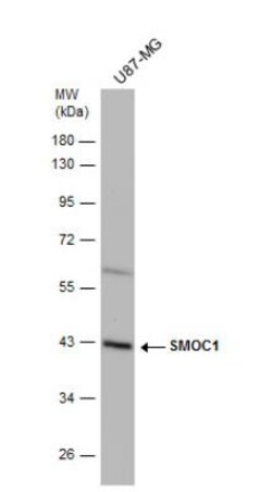 SMOC-1 Antibody, Novus Biologicals 0.1mL; Unlabeled:Antibodies, Polyclonal