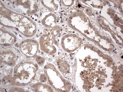 SMPD1 Antibody (OTI3H7), Novus Biologicals 0.1mL; Unlabeled:Antibodies,