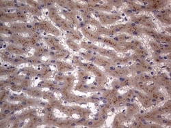 SMPD1 Antibody (OTI3H7), Novus Biologicals 0.1mL; Unlabeled:Antibodies,