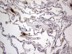 SMPD1 Antibody (OTI3H7), Novus Biologicals 0.1mL; Unlabeled:Antibodies,