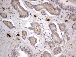 SMPD1 Antibody (OTI3H7), Novus Biologicals 0.1mL; Unlabeled:Antibodies,