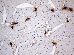SMPD1 Antibody (OTI3H7), Novus Biologicals 0.1mL; Unlabeled:Antibodies,