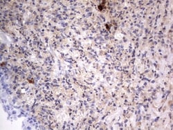 SMPD1 Antibody (OTI3H7), Novus Biologicals 0.1mL; Unlabeled:Antibodies,