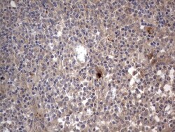 SMPD1 Antibody (OTI3H7), Novus Biologicals 0.1mL; Unlabeled:Antibodies,