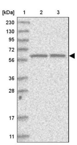 SMPDL3A Antibody, Novus Biologicals 0.1 mL | Buy Online | Novus Biologicals | Fisher Scientific
