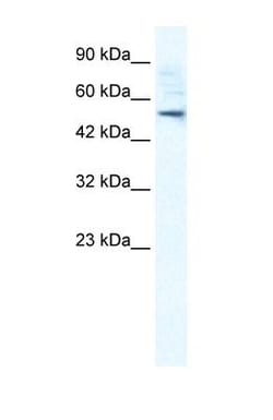 SMPDL3B Antibody, Novus Biologicals 0.05mg; Unlabeled:Antibodies, Polyclonal