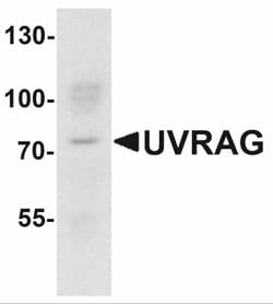 SMURF1 Antibody - BSA Free, Novus Biologicals 0.025 mg, Unlabeled:Antibodies,