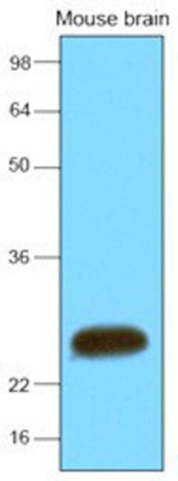 SNAP25 Antibody (4E11) - BSA Free, Novus Biologicals 0.1mL; Unlabeled:Antibodies,