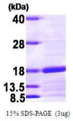 Novus Biologicals&trade;&nbsp;Recombinant Human Snapin His Protein