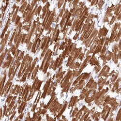 SNED1 Antibody, Novus Biologicals 0.1mL; Unlabeled:Antibodies, Polyclonal