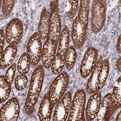 SNED1 Antibody, Novus Biologicals:Antibodies:Primary Antibodies