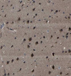 SNN Antibody, Novus Biologicals 0.1mL; Unlabeled:Antibodies, Polyclonal