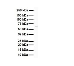 SNRP70 Antibody, Novus Biologicals 0.1mg; Unlabeled:Antibodies, Polyclonal
