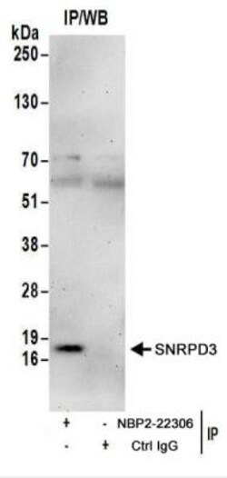 SNRPD3 Antibody, Novus Biologicals 0.1mg; Unlabeled:Antibodies, Polyclonal