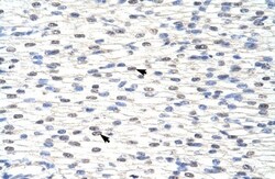 SNRPF Antibody, Novus Biologicals:Antibodies:Primary Antibodies