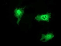 SNTG1 Antibody (OTI3G10), Novus Biologicals 0.1mL; Unlabeled:Antibodies,