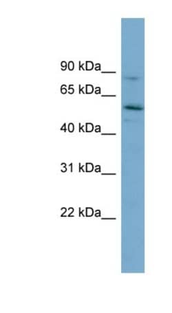 SNTG1 Antibody, Novus Biologicals:Antibodies:Primary Antibodies