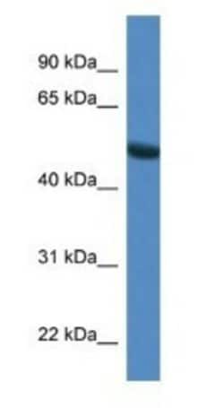 SNTG1 Antibody, Novus Biologicals 100&mu;L; Unlabeled:Antibodies, Polyclonal