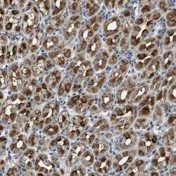 SNX14 Antibody, Novus Biologicals:Antibodies:Primary Antibodies