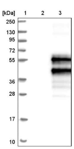 SNX16 Antibody, Novus Biologicals:Antibodies:Primary Antibodies