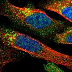 SNX16 Antibody, Novus Biologicals:Antibodies:Primary Antibodies