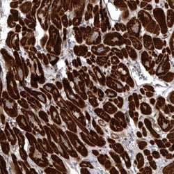 SNX16 Antibody, Novus Biologicals:Antibodies:Primary Antibodies