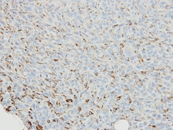 SNX18 Antibody, Novus Biologicals 0.1mg; Unlabeled:Antibodies, Polyclonal