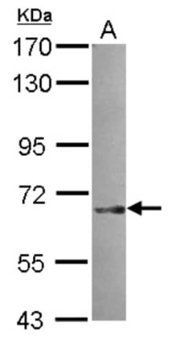SNX18 Antibody, Novus Biologicals 0.1 mL | Buy Online | Novus Biologicals | Fisher Scientific