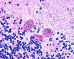 SNX26 Antibody, Novus Biologicals 0.1 mg | Buy Online | Novus Biologicals | Fisher Scientific