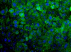 SNX27 Antibody - BSA Free, Novus Biologicals:Antibodies:Primary Antibodies