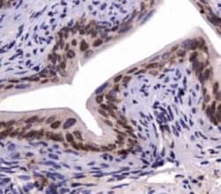 SNX27 Antibody - BSA Free, Novus Biologicals:Antibodies:Primary Antibodies