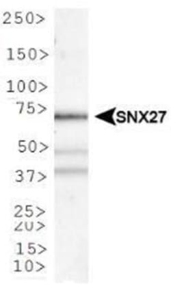 SNX27 Antibody - BSA Free, Novus Biologicals:Antibodies:Primary Antibodies
