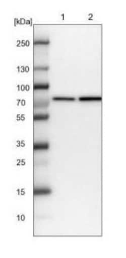 SNX2 Antibody, Novus Biologicals 25 &mu;L | Buy Online | Novus Biologicals | Fisher Scientific