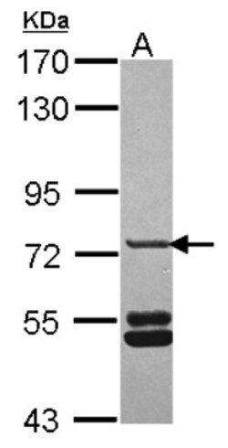 SNX33 Antibody, Novus Biologicals 0.1mL; Unlabeled:Antibodies, Polyclonal