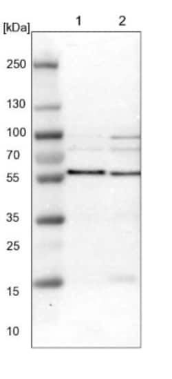 SNX4 Antibody, Novus Biologicals 25 &mu;L; Unlabeled:Antibodies, Polyclonal