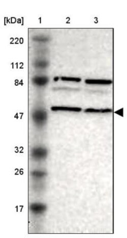 SNX4 Antibody, Novus Biologicals 25 &mu;L; Unlabeled:Antibodies, Polyclonal