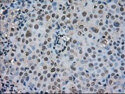 SOD1/Cu-Zn SOD Antibody (OTI8B10), Novus Biologicals 0.1mL; Unlabeled:Antibodies,