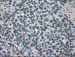 SOD1/Cu-Zn SOD Antibody (OTI8B10), Novus Biologicals 0.1mL; Unlabeled:Antibodies,