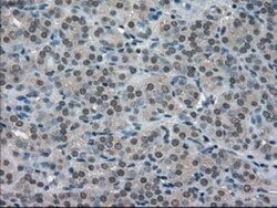 SOD1/Cu-Zn SOD Antibody (OTI8B10), Novus Biologicals 0.1mL; Unlabeled:Antibodies,