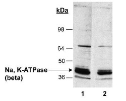Sodium Potassium ATPase Beta 1 Antibody (464.8 (also known as 8A)), Novus