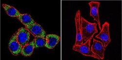 Sodium Potassium ATPase Alpha 3 Antibody (XVIF9-G10) - BSA Free, Novus