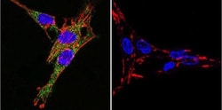 Sodium Potassium ATPase Alpha 3 Antibody (XVIF9-G10) - BSA Free, Novus