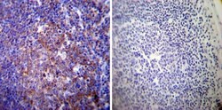 Sodium Potassium ATPase Alpha 3 Antibody (XVIF9-G10) - BSA Free, Novus