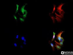 Sodium Potassium ATPase Beta 1 Antibody (464.8 (also known as 8A)), Novus