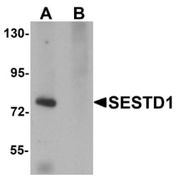 Solo Antibody - BSA Free, Novus Biologicals 0.1mg; Unlabeled:Antibodies,