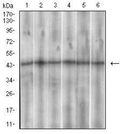 Somatostatin R3/SSTR3 Antibody (7H8E5) - BSA Free, Novus Biologicals 0.1mL;
