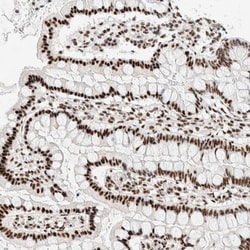 SON Antibody, Novus Biologicals 0.1mL; Unlabeled:Antibodies