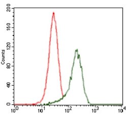 Sonic Hedgehog/Shh Antibody (5H4), Novus Biologicals:Antibodies:Primary