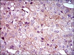Sonic Hedgehog/Shh Antibody (5H4), Novus Biologicals:Antibodies:Primary