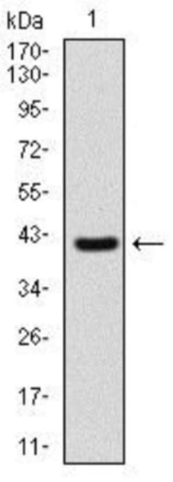Sonic Hedgehog/Shh Antibody (5H4), Novus Biologicals:Antibodies:Primary